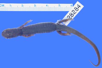 Media type: image; Herpetology A-28284